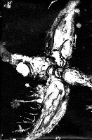 Antediluvian - ?????