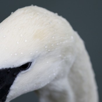 Echoes – The Pursuit