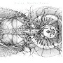 Essenz - Mundus Numen 