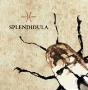 Splendidula - Splendidula